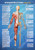 Musculoskeletal System (posterior view)