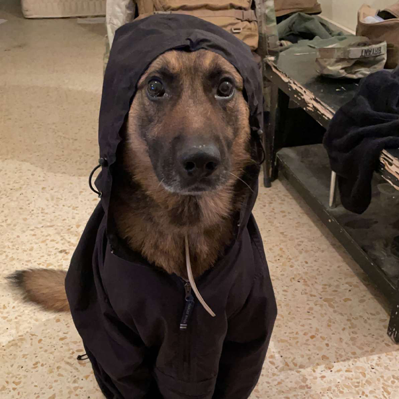 Sweatshirts