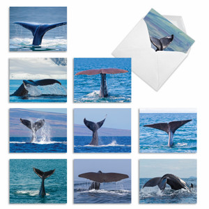 Whale Tales, Assorted Set Of 10 Printed Blank Notecards - AM6839OCB