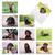 Darling Dachshunds, Assorted Set Of Blank Notecards - AM6829OCB