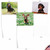 Darling Dachshunds, Assorted Set Of Blank Notecards - AM6829OCB