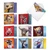 Animal Magnetism, Assorted Set Of Square-Top Blank Notecards - AMQ6218OCB