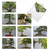 Tiny Trees, Assorted Set Of Blank Notecards - AM3307OCB