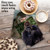 Flipping Monkey, Assorted Set Of Blank Notecards - AM9516OCB Flipping Monkey, Assorted Set Of Blank Notecards - AM9516OCB