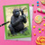 Flipping Monkey - Gorilla, Extra Large Birthday Greeting Card - J9516FBDG-US
