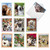 Note Cards with Wacky Animal Selfie Poses