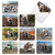 Biker Animals, Assorted Set Of Printed Blank All Occasions Notecards - AM8595OCB-B2x10