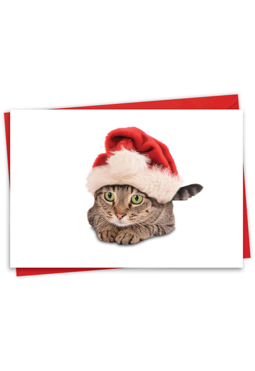 Santa Cats, Printed Christmas Greeting Card - C6687AXS