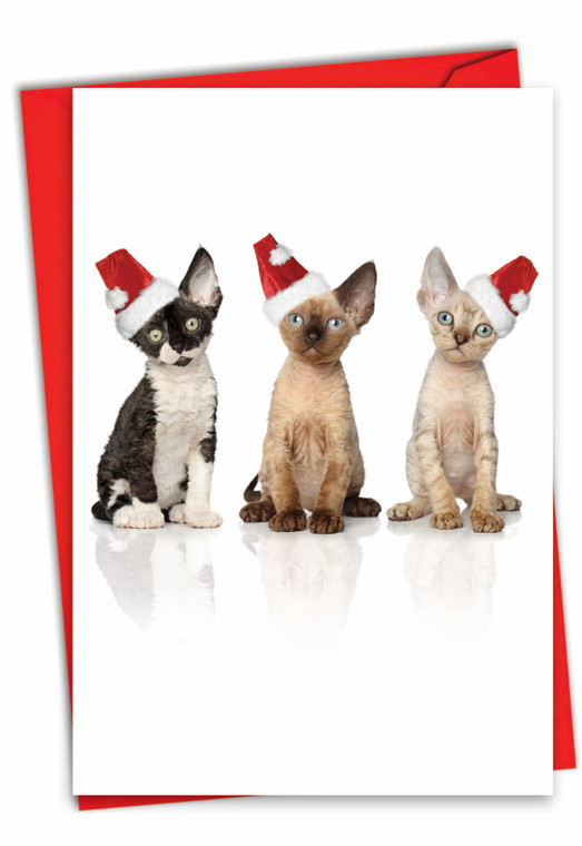 Santa Cats, Printed Christmas Greeting Card - C6687JXS