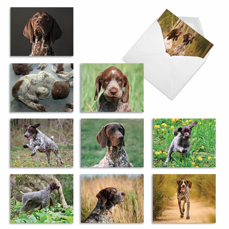 Playful Pointers, Assorted Set Of Blank Notecards - AM6297OCB