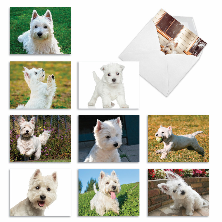 Wonderful Westies, Assorted Set Of Blank Notecards - AM6324OCB