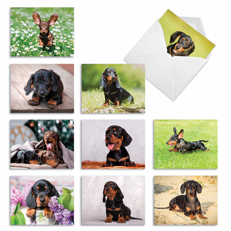 Darling Dachshunds, Assorted Set Of Blank Notecards - AM6829OCB