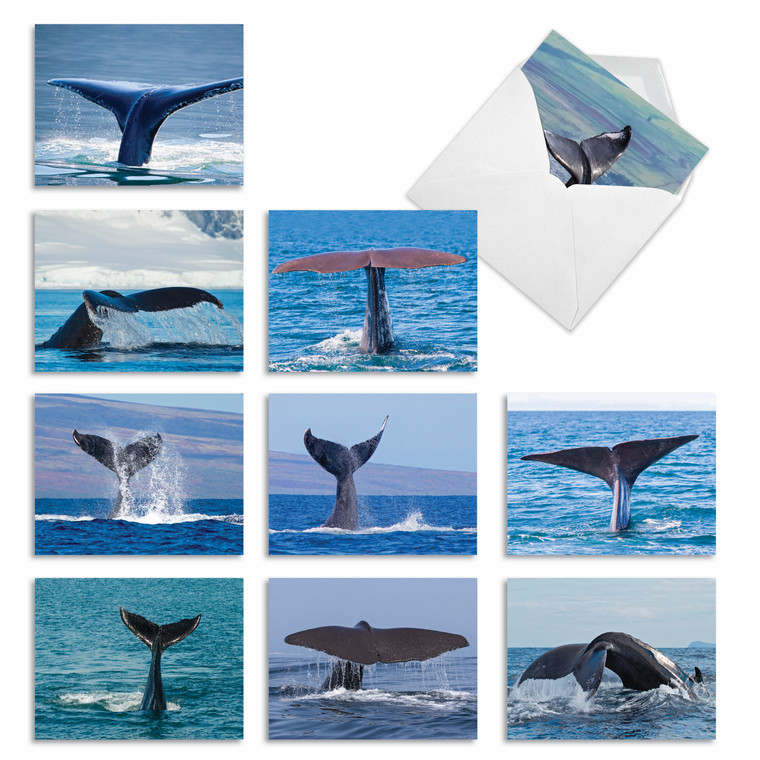 Whale Tales, Assorted Set Of 10 Printed Blank Notecards - AM6839OCB
