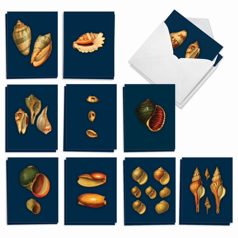 Spectacular Shells, Assorted Set Of Blank Notecards - AM7040OCB