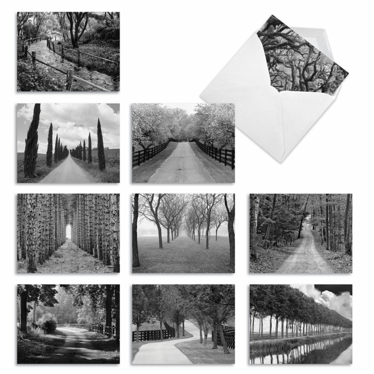 Tree Lines, Assorted Set Of Blank Notecards - AM3313OCB