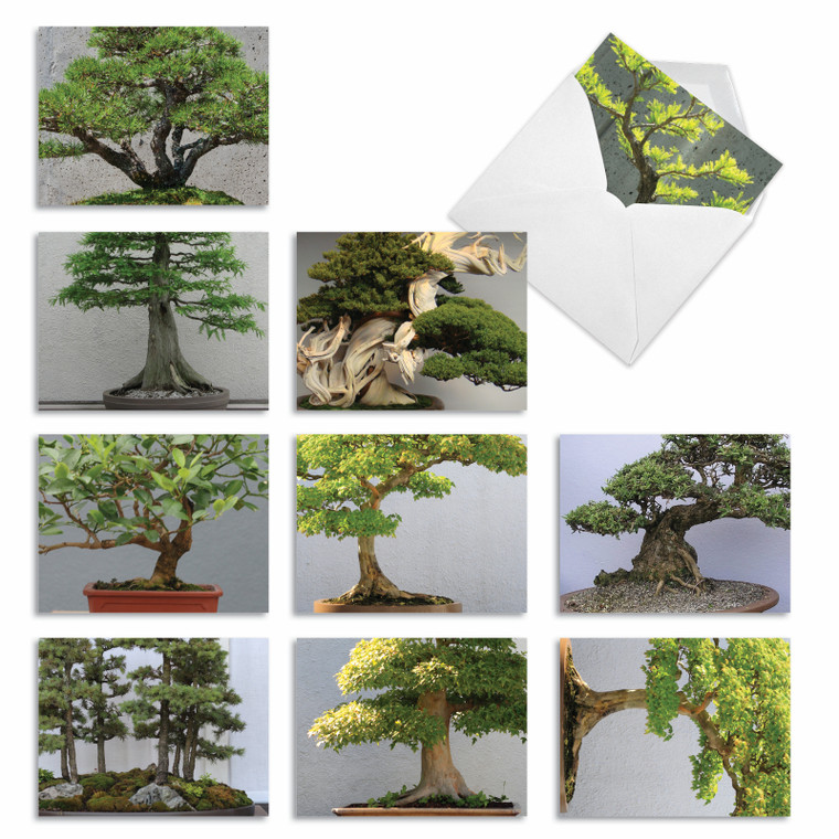 Tiny Trees, Assorted Set Of Blank Notecards - AM3307OCB