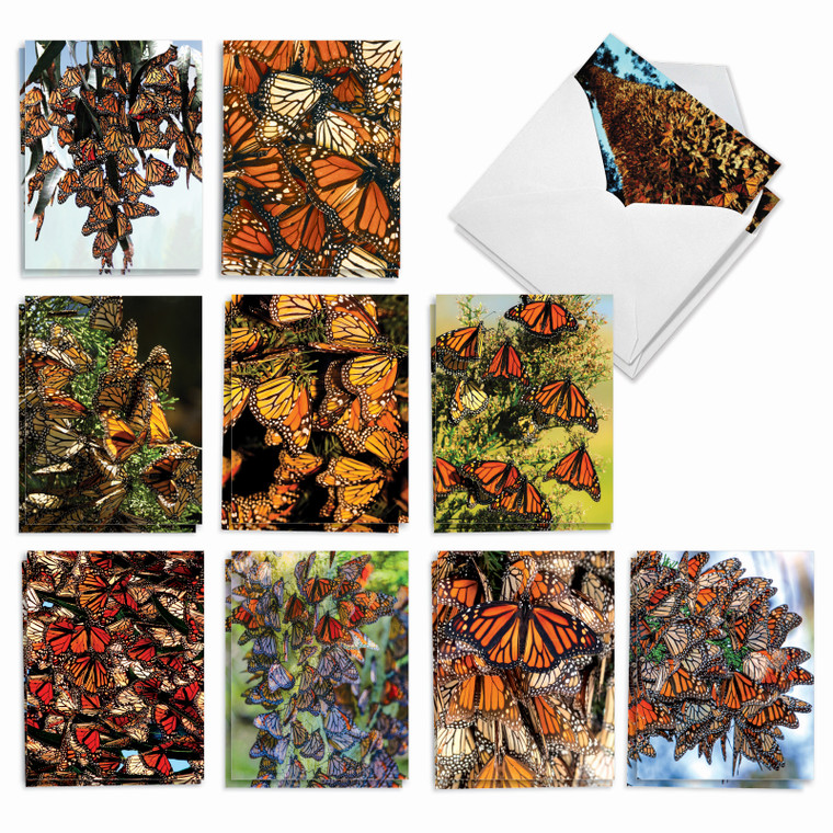 The Monarchs, Assorted Set Of Blank Notecards - AM9538OCB