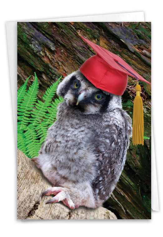 Capped Creatures - Owl, Printed Graduation Greeting Card - C6470BGDG