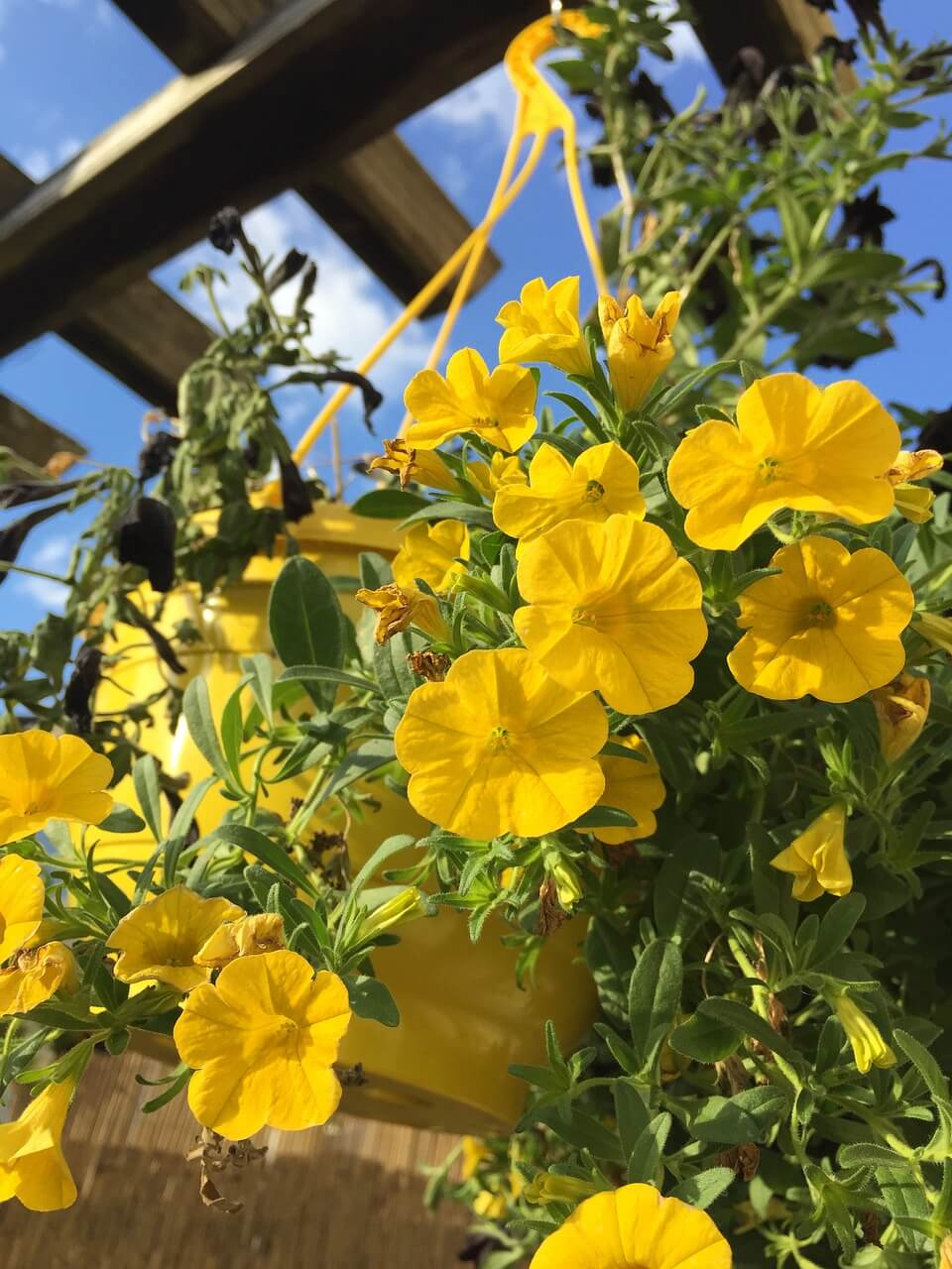 Hanging Baskets of Yellow Flowers