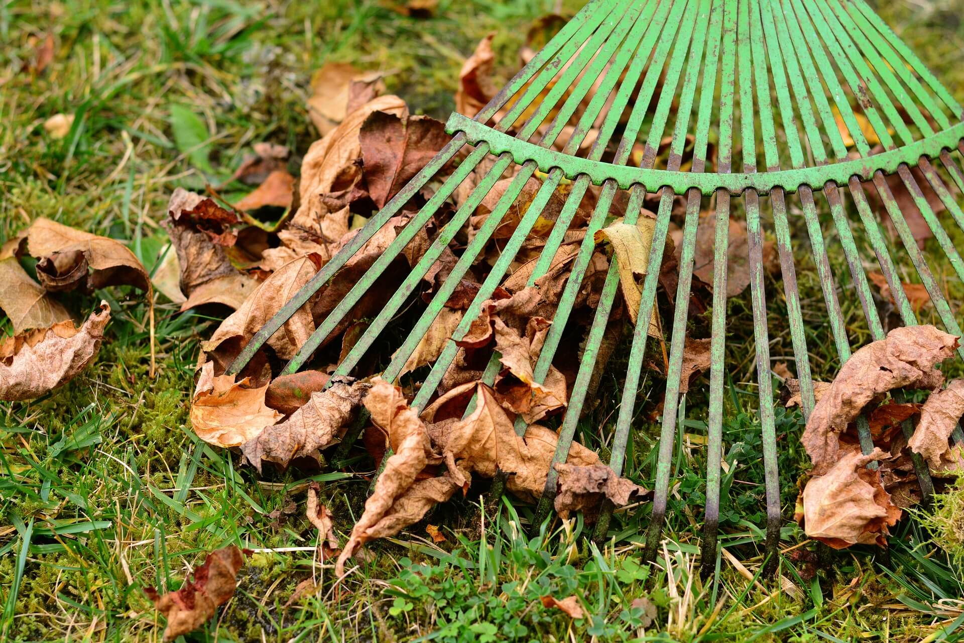 Raking Leaves