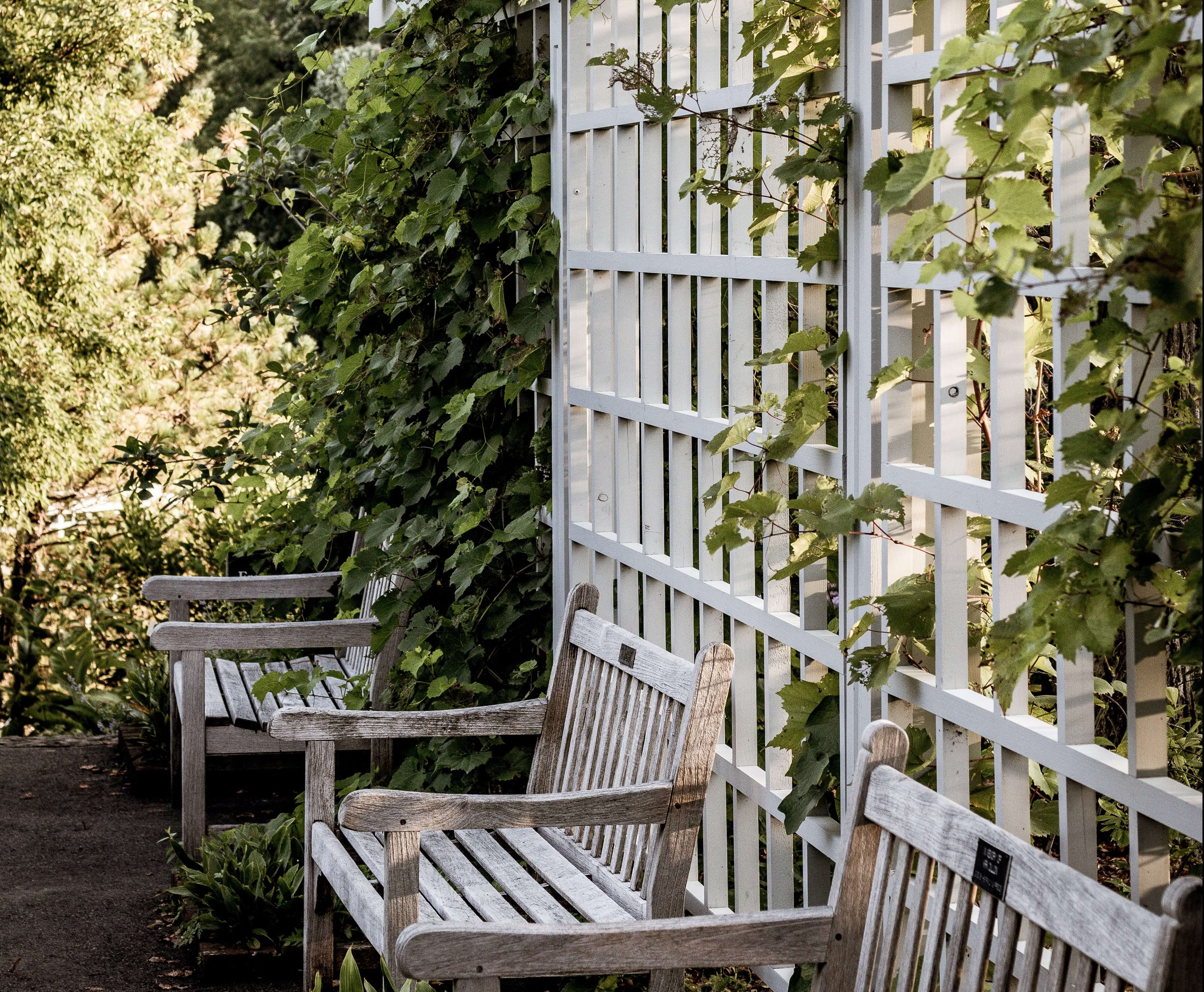 Outdoor Trellis with Vines