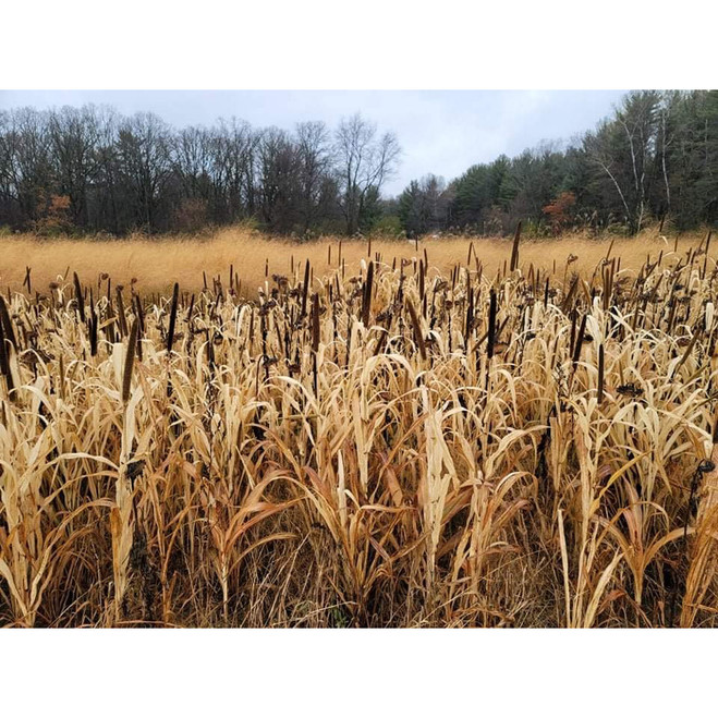 Domain Japanese Millet Seed 1/4 Acre