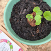 Nature Nurture Veggie Bomb Kit