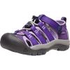 Tillandsia Purple/English Lavender