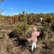 National Park Walks with Kids: New Forest National Park