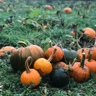 Best Pumpkin Patches across the UK- Updated 2022