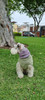 Luxury Dog Scarf - 100% Baby Alpaca - Blue Grey