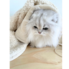 Cat Gift Basket - Zoomies Starter Kit