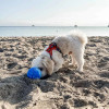 Eco-Friendly Dog Toys - Planet Ball with Treat Spot