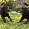 Extra Durable Double Tug Toy for Dogs