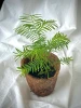 Bonsai Tree Growing Kit – Gift Set for Plant Lovers