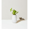 Modern Sprout Self Watering Grow Kit - Mint