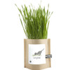 Garden in a Bag - Cat Grass