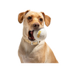 Tennis Ball for Dogs