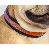 beaded dog collar