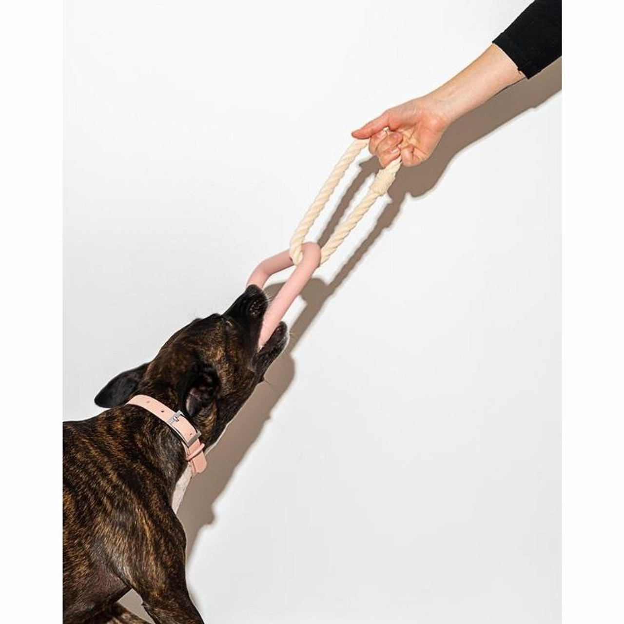 Wild One Triangle Tug Engaging Dog Toy : Target