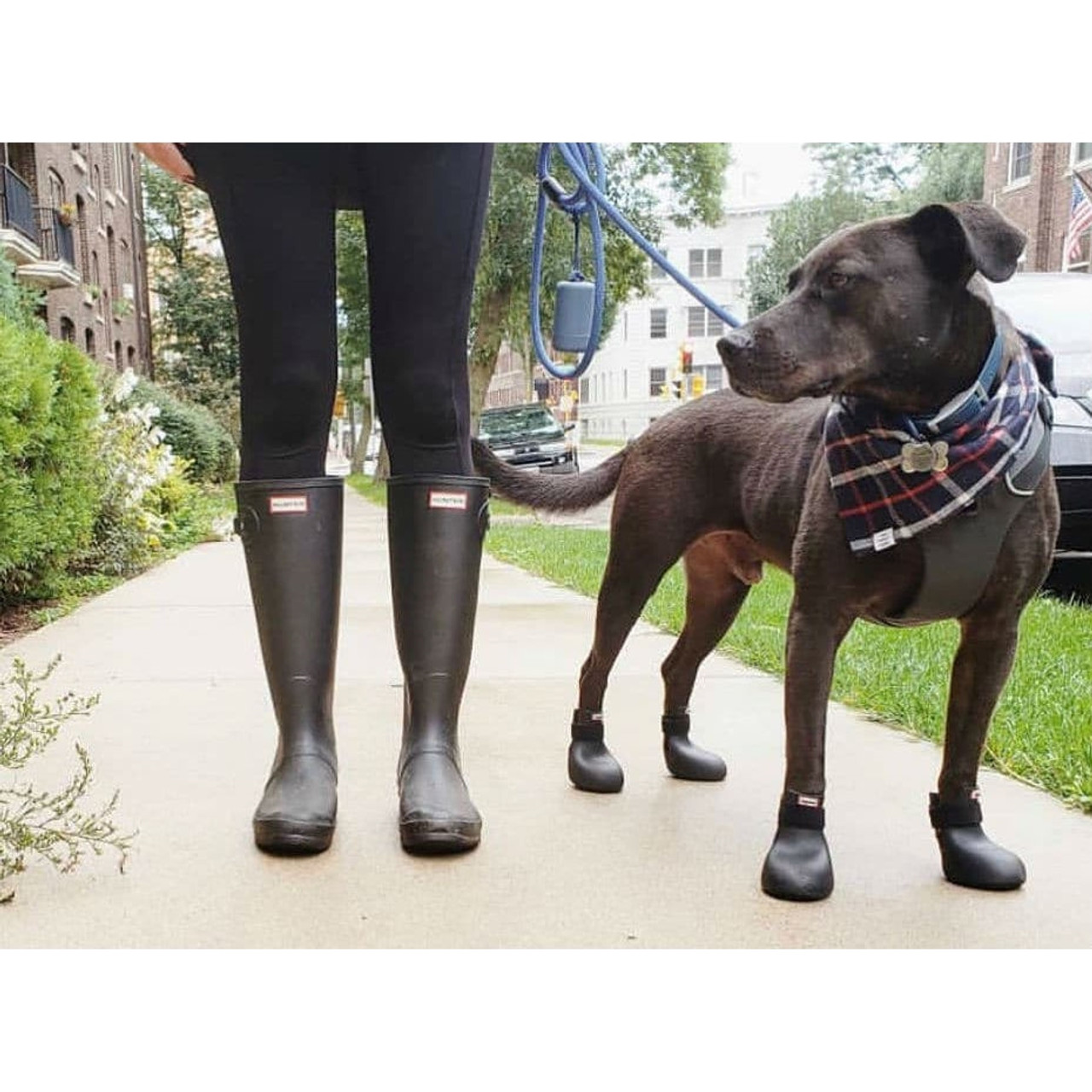 Dog sales in wellies