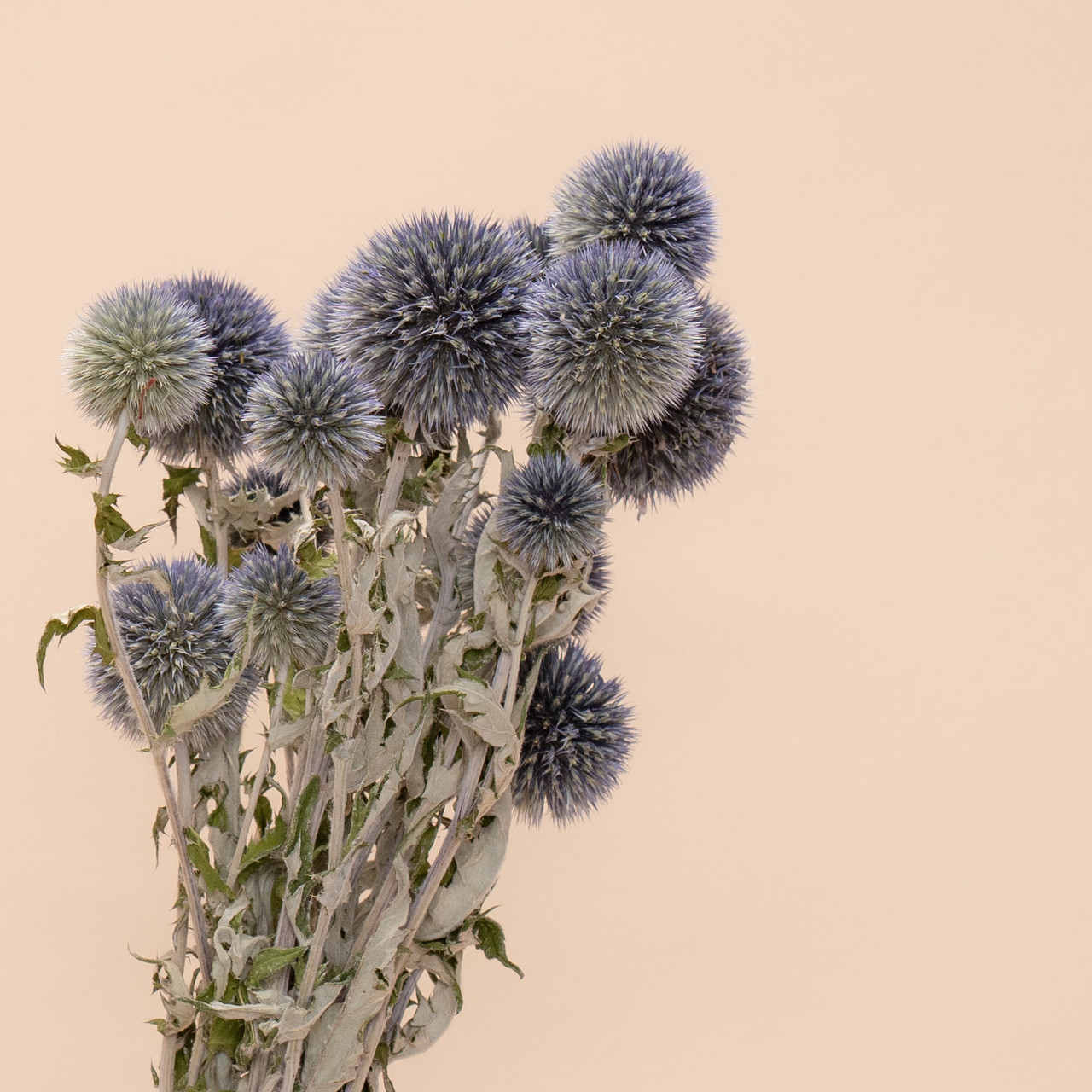 Blue Dried Echinops Globe Thistles Dried Flowers