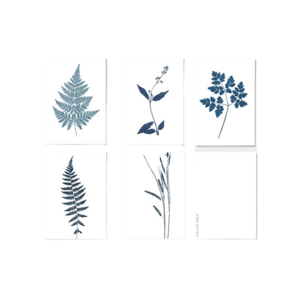 Greeting Card Set of 5 - Ferns and Grasses