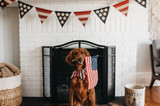 Keep your pets safe this Fourth of July