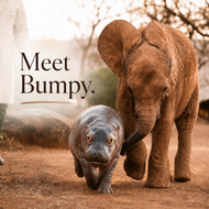 Meet Bumpy: How One Wildlife Sanctuary Is Giving Orphaned Animals a Second Chance