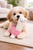Organic Dog Toy Plush - Alpaca - Pink