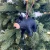 Felt Wool Tree Ornament - Black Bear
