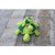 Organic Stuffed Turtle Toy - Large