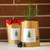 Grow Your Own Christmas Tree Grow Your Own Christmas Tree