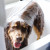 Natural Dog Shampoo (or cats) - Great Smell Natural Dog Shampoo (or cats) - Great Smell